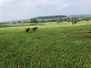 Antigone 04 Antigone 04